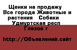 Щенки на продажу - Все города Животные и растения » Собаки   . Удмуртская респ.,Глазов г.